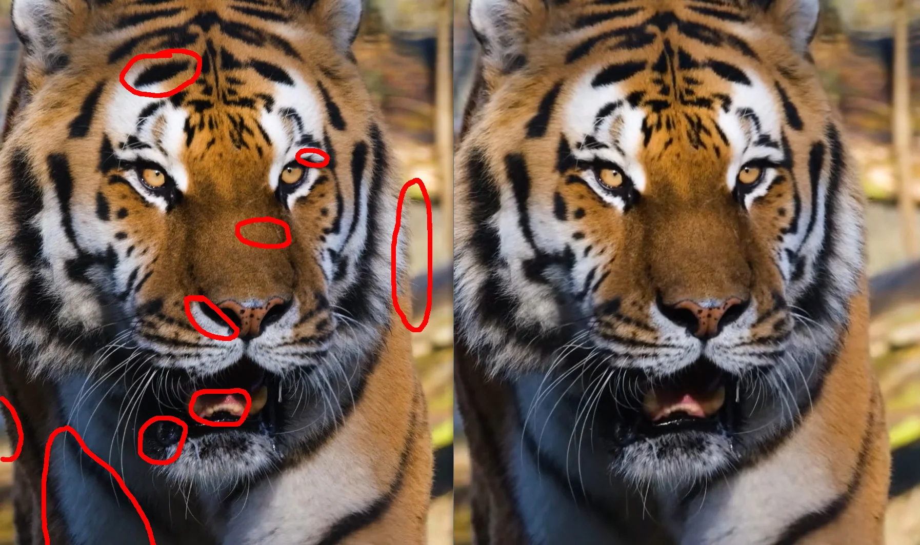 sekunde18_frame1_00tiger_vs_03_libsvtav1_default_markiert.webp